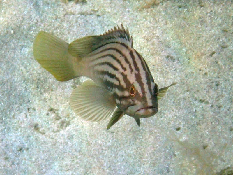 Epinephelus costae